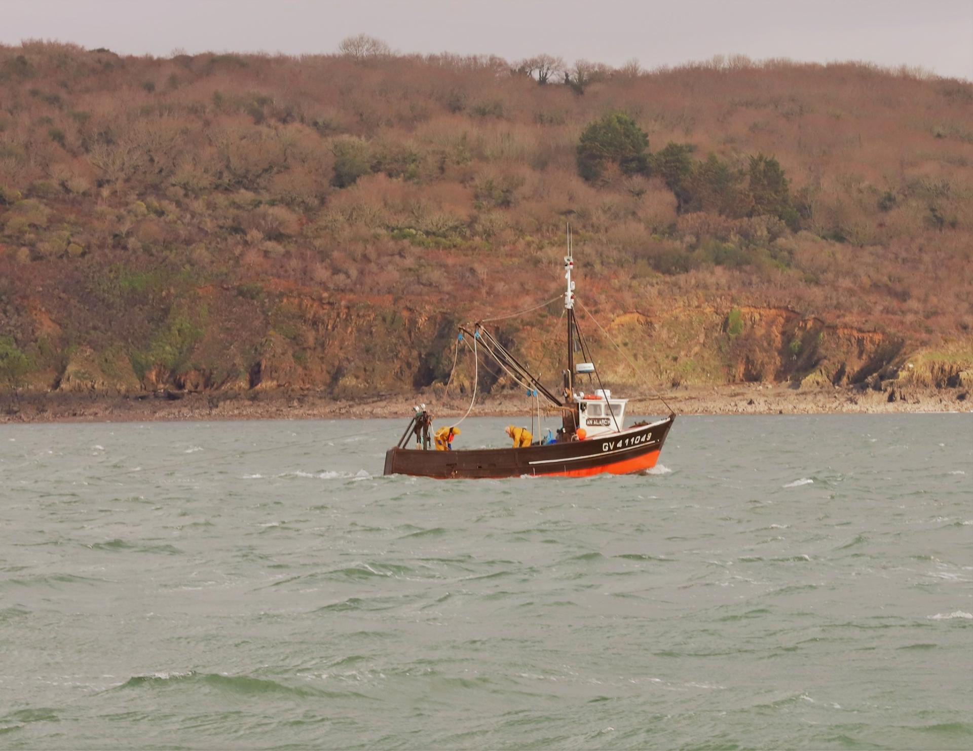 231116 an alarch en peche laurent cabioch